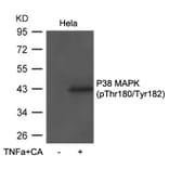 Western blot - P38 MAPK (Phospho-Thr180/Tyr182) antibody from Signalway Antibody (11581) - Antibodies.com