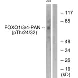 Western blot - FOXO1/3/4-pan (Phospho-Thr24/32) Antibody from Signalway Antibody (11660) - Antibodies.com