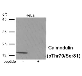 Western blot - Calmodulin (Phospho-Thr79/Ser81) Antibody from Signalway Antibody (11978) - Antibodies.com