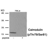 Western blot - Calmodulin (Phospho-Thr79/Ser81) Antibody from Signalway Antibody (11978) - Antibodies.com