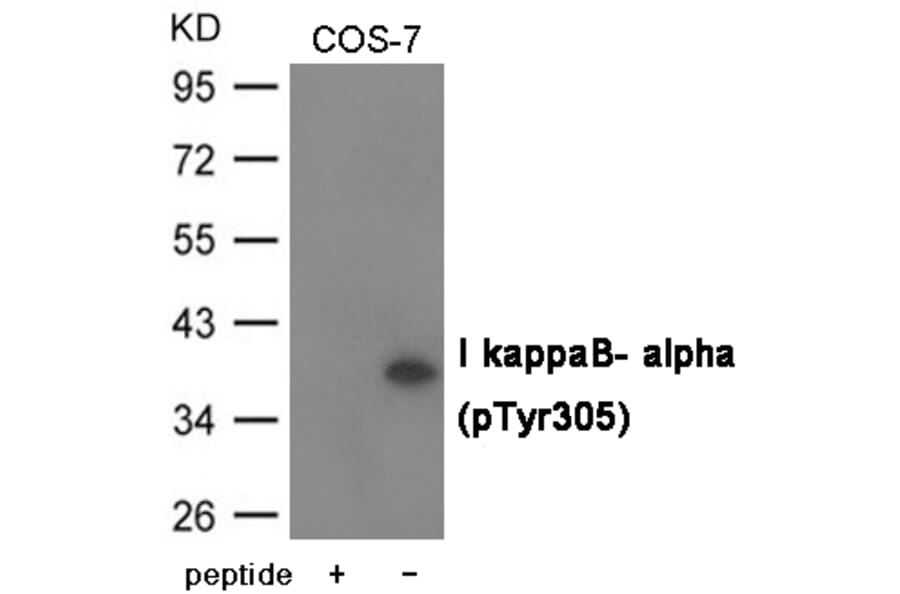 Western blot - I kappaB- alpha (Phospho-Tyr305) Antibody from Signalway Antibody (12050) - Antibodies.com