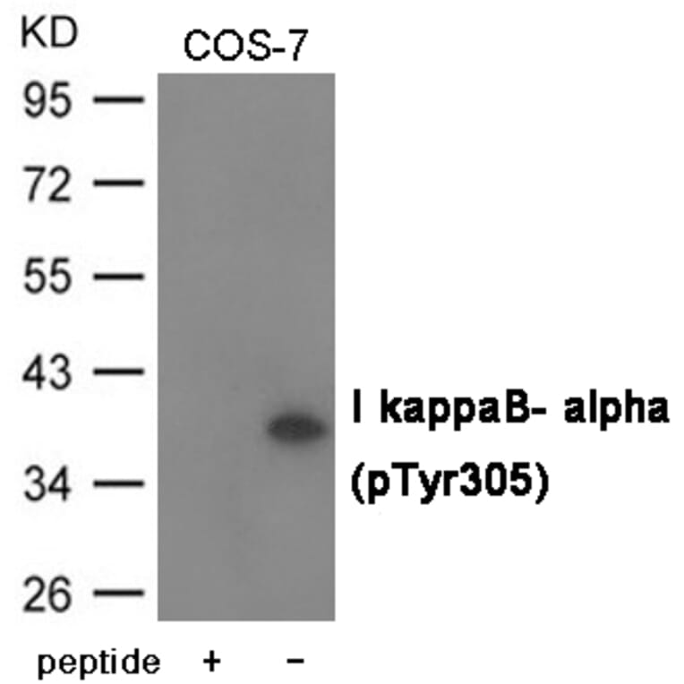 Western blot - I kappaB- alpha (Phospho-Tyr305) Antibody from Signalway Antibody (12050) - Antibodies.com