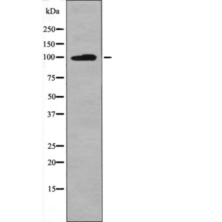 Western blot - Leptin Receptor (Phospho-Tyr986) Antibody from Signalway Antibody (12558) - Antibodies.com