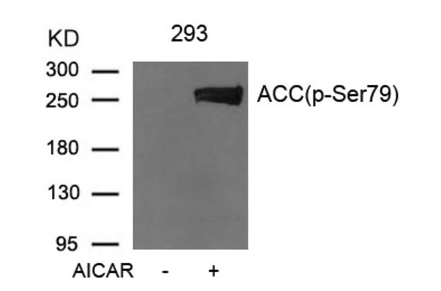 Western blot - Acetyl-CoA Carboxylase (Phospho-Ser79) Antibody from Signalway Antibody (11584) - Antibodies.com