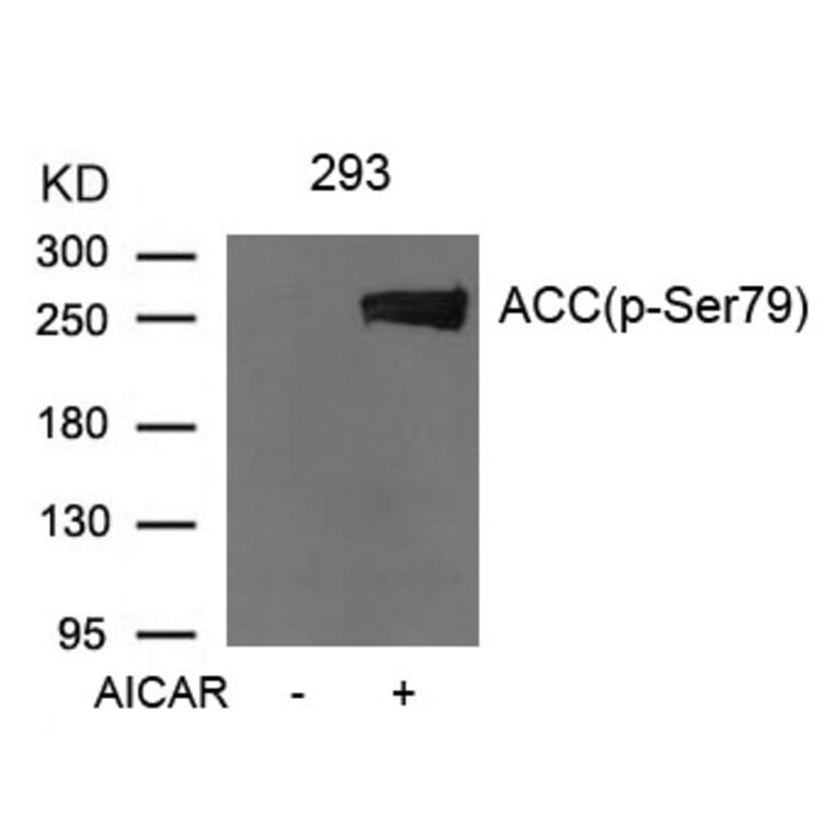Western blot - Acetyl-CoA Carboxylase (Phospho-Ser79) Antibody from Signalway Antibody (11584) - Antibodies.com