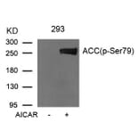 Western blot - Acetyl-CoA Carboxylase (Phospho-Ser79) Antibody from Signalway Antibody (11584) - Antibodies.com