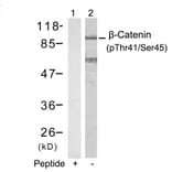 Western blot - b-Catenin (Phospho-Thr41/Ser45) Antibody from Signalway Antibody (11116) - Antibodies.com