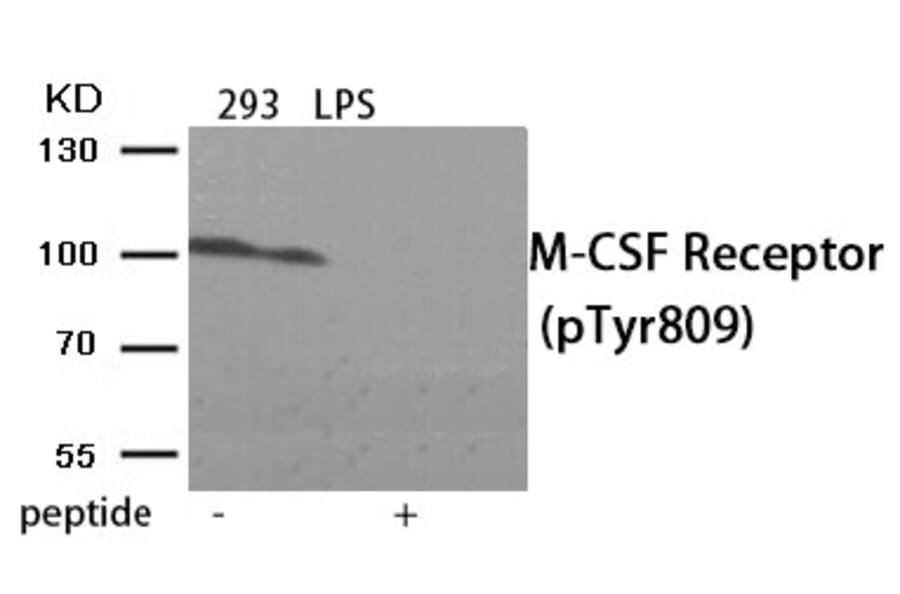 Western blot - M-CSF Receptor (Phospho-Tyr809) Antibody from Signalway Antibody (11906) - Antibodies.com