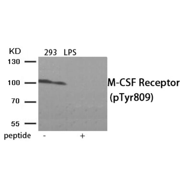 Western blot - M-CSF Receptor (Phospho-Tyr809) Antibody from Signalway Antibody (11906) - Antibodies.com
