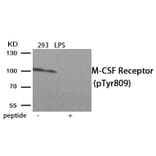 Western blot - M-CSF Receptor (Phospho-Tyr809) Antibody from Signalway Antibody (11906) - Antibodies.com
