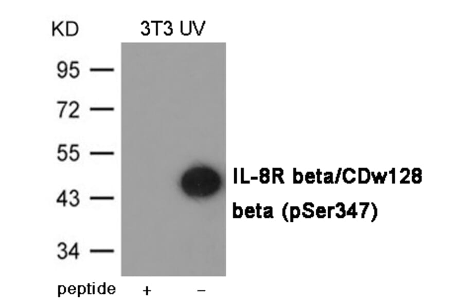 Western blot - IL-8R beta/CDw128 beta (Phospho-Ser347) Antibody from Signalway Antibody (12051) - Antibodies.com