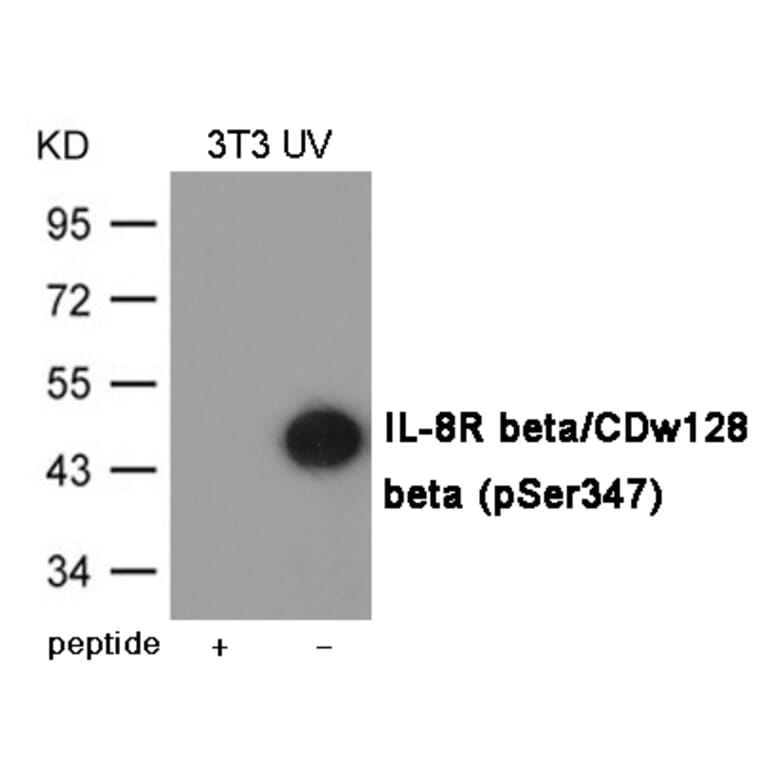 Western blot - IL-8R beta/CDw128 beta (Phospho-Ser347) Antibody from Signalway Antibody (12051) - Antibodies.com