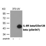 Western blot - IL-8R beta/CDw128 beta (Phospho-Ser347) Antibody from Signalway Antibody (12051) - Antibodies.com