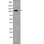 Western blot - Retinoblastoma (Phospho-Thr373) Antibody from Signalway Antibody (12695) - Antibodies.com
