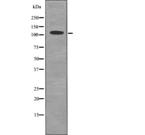 Western blot - MYPT1/2 (Phospho-Ser668/Ser618) Antibody from Signalway Antibody (12733) - Antibodies.com