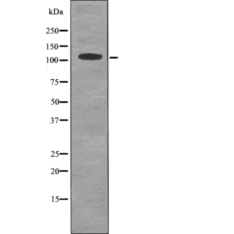 Western blot - MYPT1/2 (Phospho-Ser668/Ser618) Antibody from Signalway Antibody (12733) - Antibodies.com