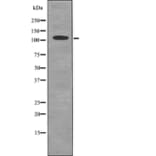 Western blot - MYPT1/2 (Phospho-Ser668/Ser618) Antibody from Signalway Antibody (12733) - Antibodies.com
