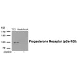 Western blot - Progesterone Receptor (Phospho-Ser400) Antibody from Signalway Antibody (11992) - Antibodies.com