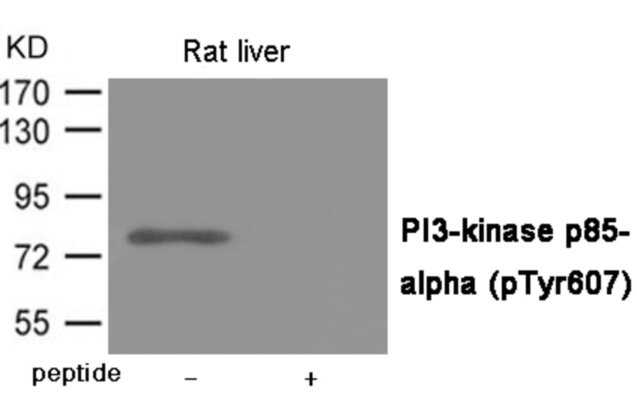 Western blot - PI3-kinase p85- alpha (Phospho-Tyr607) Antibody from Signalway Antibody (12057) - Antibodies.com