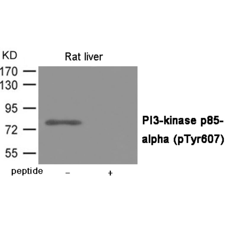 Western blot - PI3-kinase p85- alpha (Phospho-Tyr607) Antibody from Signalway Antibody (12057) - Antibodies.com