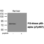 Western blot - PI3-kinase p85- alpha (Phospho-Tyr607) Antibody from Signalway Antibody (12057) - Antibodies.com