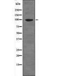 Western blot - Progesterone Receptor (Phospho-Ser345) Antibody from Signalway Antibody (12628) - Antibodies.com