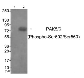 Western blot - PAK5/6 (Phospho-Ser602/Ser560) Antibody from Signalway Antibody (11812) - Antibodies.com
