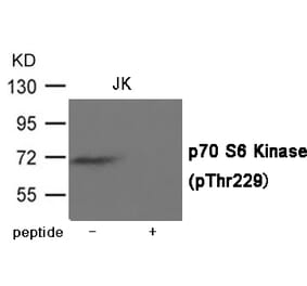 Western blot - p70 S6 Kinase (Phospho-Thr229) Antibody from Signalway Antibody (12021) - Antibodies.com