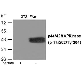 Western blot - ERK1/2 (Phospho-Thr202/Tyr204) Antibody from Signalway Antibody (12082) - Antibodies.com