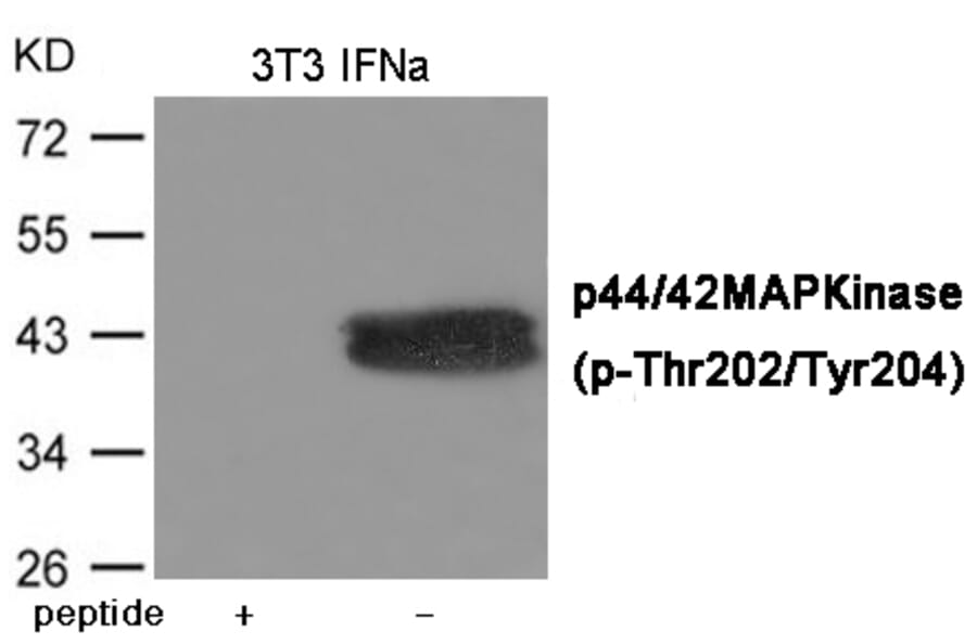 Western blot - ERK1/2 (Phospho-Thr202/Tyr204) Antibody from Signalway Antibody (12082) - Antibodies.com