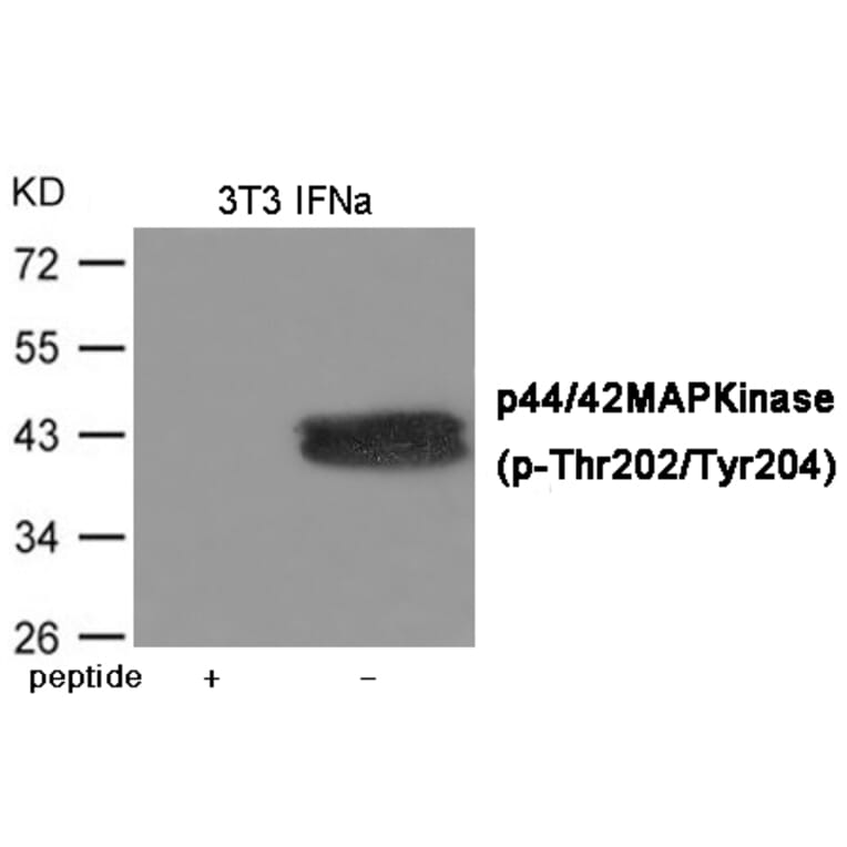 Western blot - ERK1/2 (Phospho-Thr202/Tyr204) Antibody from Signalway Antibody (12082) - Antibodies.com