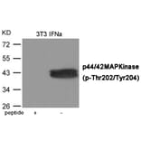 Western blot - ERK1/2 (Phospho-Thr202/Tyr204) Antibody from Signalway Antibody (12082) - Antibodies.com