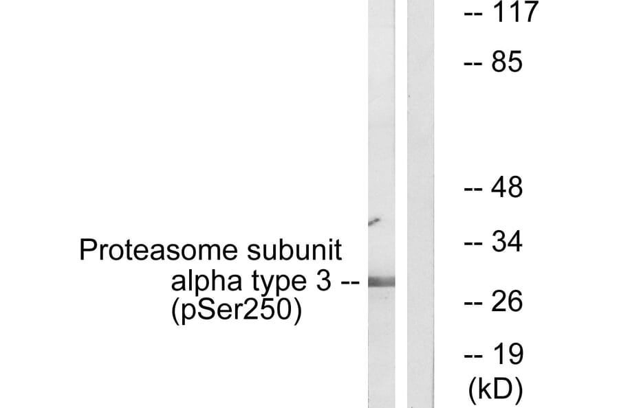 Western blot - Proteasome α3 (Phospho-Ser250) Antibody from Signalway Antibody (12113) - Antibodies.com