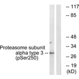 Western blot - Proteasome α3 (Phospho-Ser250) Antibody from Signalway Antibody (12113) - Antibodies.com