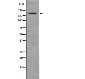 Western blot - PDGFRb (Phospho-Tyr579+Tyr581) Antibody from Signalway Antibody (12527) - Antibodies.com