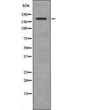 Western blot - PDGFRb (Phospho-Tyr579+Tyr581) Antibody from Signalway Antibody (12527) - Antibodies.com