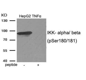 Western blot - IKK- alpha/ beta (Phospho-Ser180/181) Antibody from Signalway Antibody (11930) - Antibodies.com