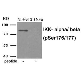 Western blot - IKK- alpha/ beta (Phospho-Ser176/177) Antibody from Signalway Antibody (11931) - Antibodies.com