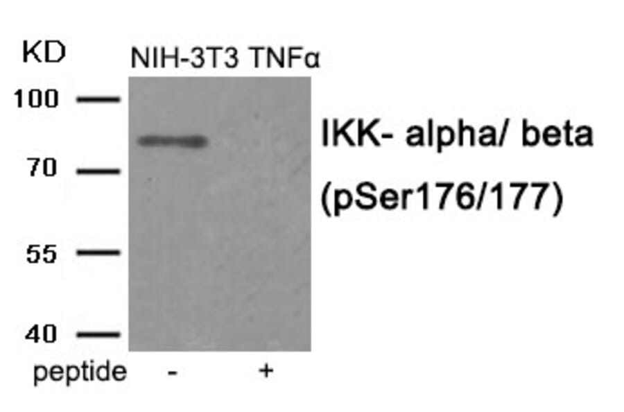 Western blot - IKK- alpha/ beta (Phospho-Ser176/177) Antibody from Signalway Antibody (11931) - Antibodies.com