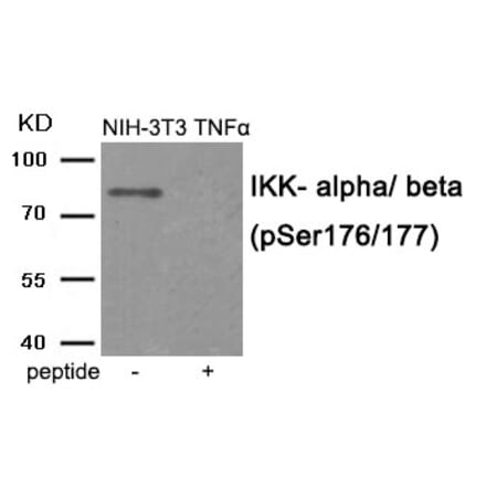 Western blot - IKK- alpha/ beta (Phospho-Ser176/177) Antibody from Signalway Antibody (11931) - Antibodies.com