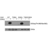 Western blot - CK2a (phospho-Thr360/Ser362) Antibody from Signalway Antibody (11572) - Antibodies.com