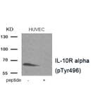 Western blot - IL-10R alpha (Phospho-Tyr496) Antibody from Signalway Antibody (11922) - Antibodies.com