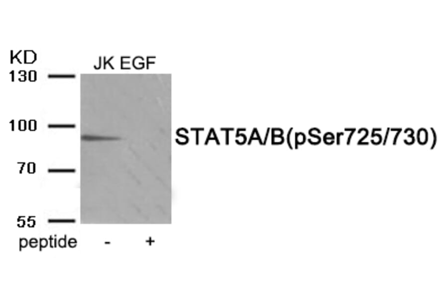 Western blot - STAT5A/B (Phospho-Ser725/730) Antibody from Signalway Antibody (11977) - Antibodies.com