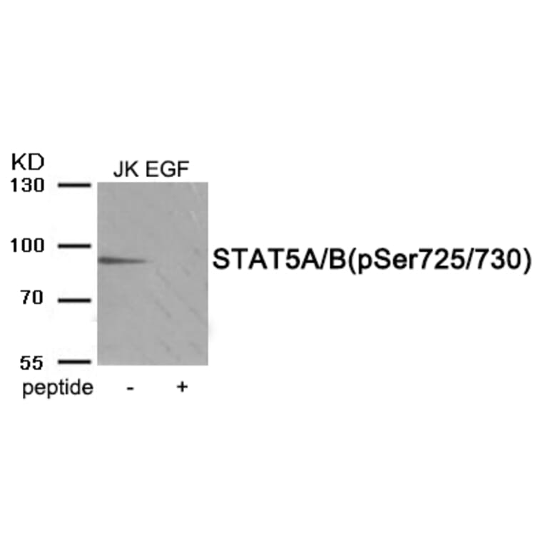 Western blot - STAT5A/B (Phospho-Ser725/730) Antibody from Signalway Antibody (11977) - Antibodies.com