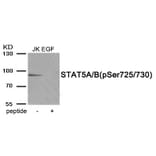 Western blot - STAT5A/B (Phospho-Ser725/730) Antibody from Signalway Antibody (11977) - Antibodies.com