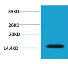 Western blot - Histone H2A.X (Phospho-Thr120) Rabbit Polyclonal Antibody from Signalway Antibody - Antibodies.com