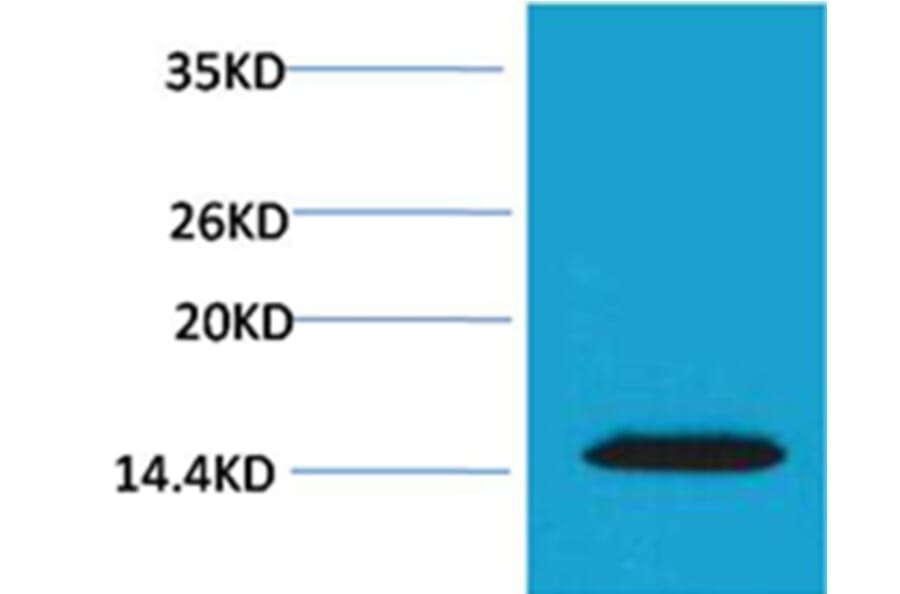 Western blot - Histone H2A.X (Phospho-Thr120) Rabbit Polyclonal Antibody from Signalway Antibody - Antibodies.com
