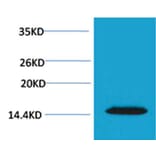 Western blot - Histone H2A.X (Phospho-Thr120) Rabbit Polyclonal Antibody from Signalway Antibody - Antibodies.com