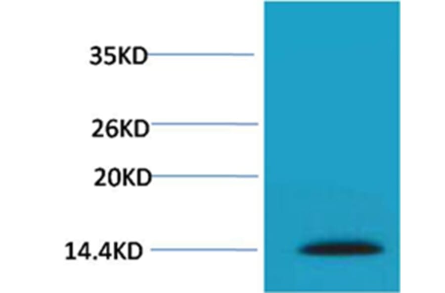 Western blot - Histone H2A.X (Phospho-Ser139) Rabbit Polyclonal Antibody from Signalway Antibody - Antibodies.com