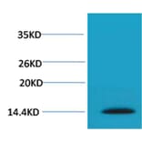 Western blot - Histone H2A.X (Phospho-Ser139) Rabbit Polyclonal Antibody from Signalway Antibody - Antibodies.com